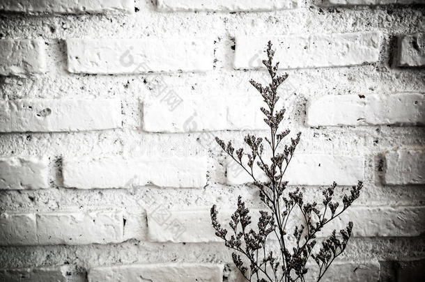 白砖墙上一捆干枯的薰衣草
