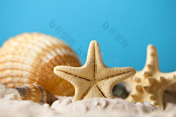 夏季背景-海滩上的贝壳