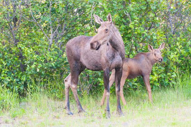 驼鹿妈妈和小牛宝宝