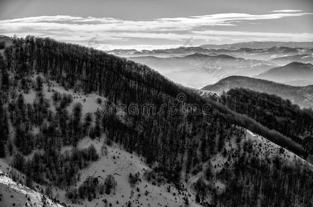 冬季景观，冷杉林被雪覆盖，<strong>远处</strong>的<strong>山</strong>峰，kopaonik<strong>山</strong>，塞尔维亚