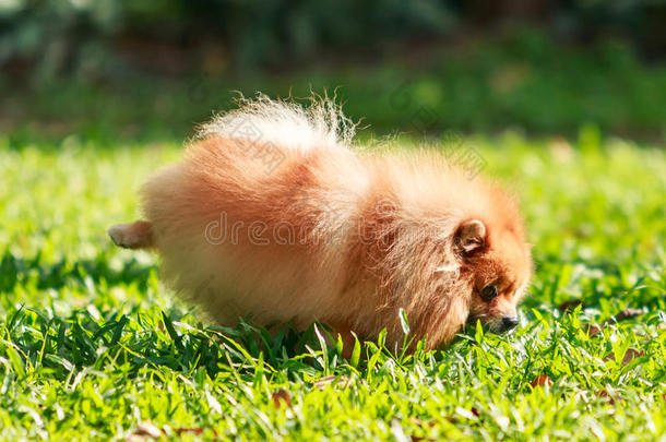 波美拉尼亚狗在花园里的绿草上<strong>撒尿</strong>