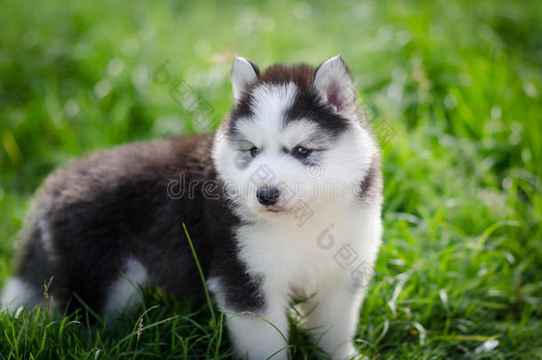 小狗西伯利亚哈士奇在草地上