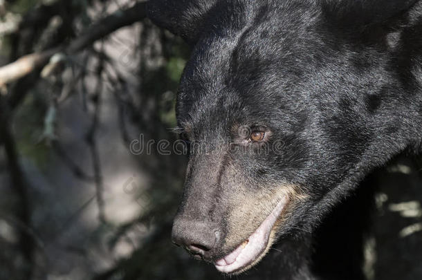 美洲黑熊