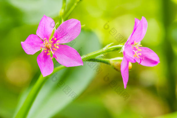 名花、锡兰菠菜、甜心、苏里南马齿苋