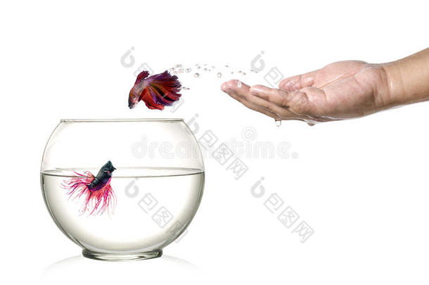 暹罗斗鱼从鱼缸里跳出来，变成人类手掌上孤立的白色。