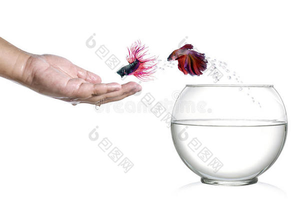 暹罗斗鱼从<strong>鱼缸里</strong>跳出来，变成人类手掌上孤立的白色。