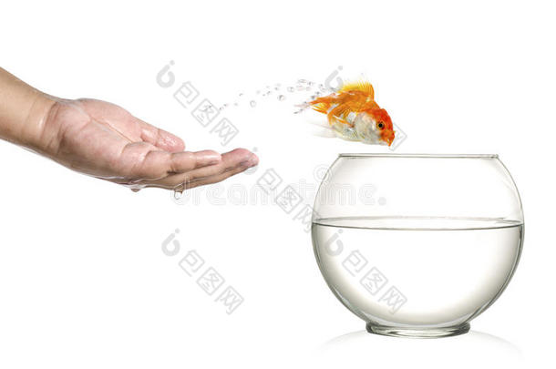 金鱼跳出人类的手掌，跳进白色的鱼缸里。