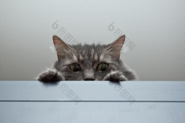 灰色西伯利亚猫躺在柜子上