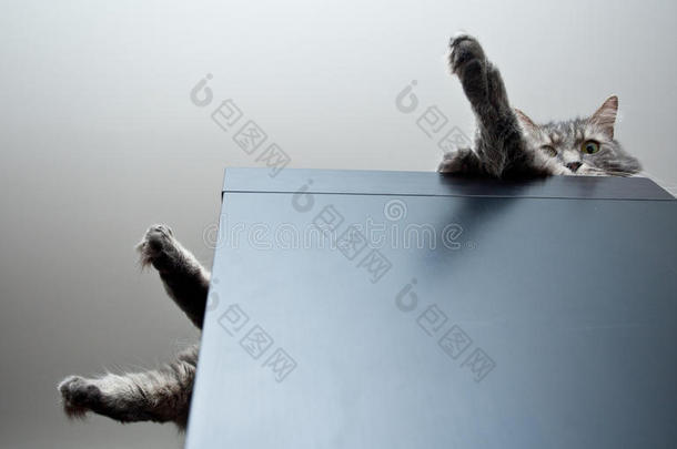 灰色西伯利亚猫躺在<strong>柜子</strong>上