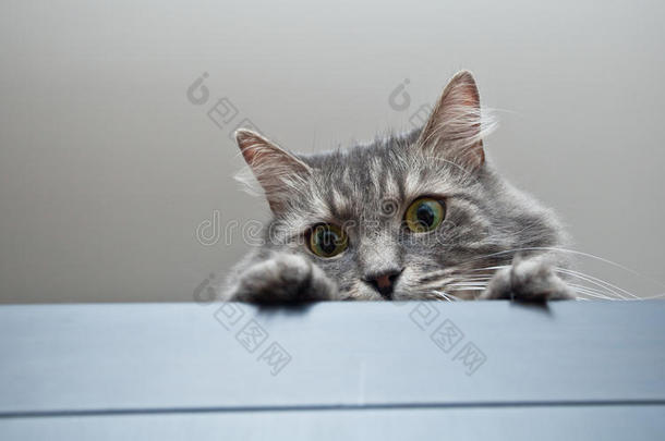 灰色西伯利亚猫躺在<strong>柜子</strong>上