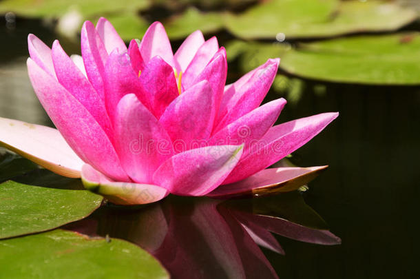 池塘里粉红色的荷花和叶子特写