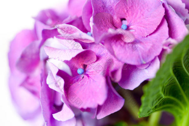 紫粉色绣球花