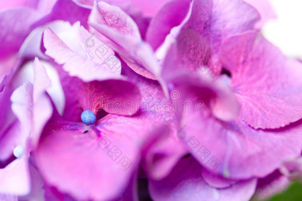 紫粉色绣球花