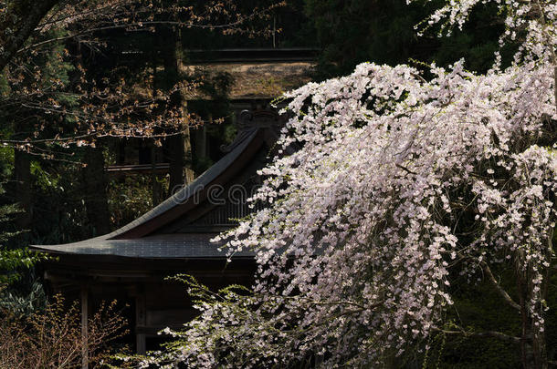 樱花和大楼