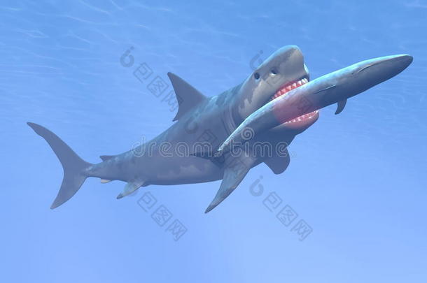巨齿鲨吃蓝鲸-3d渲染