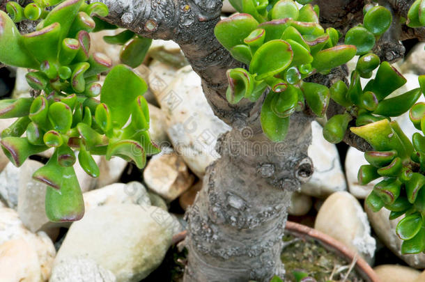 <strong>玉树</strong>（crassula ovata）在盆中作为盆景