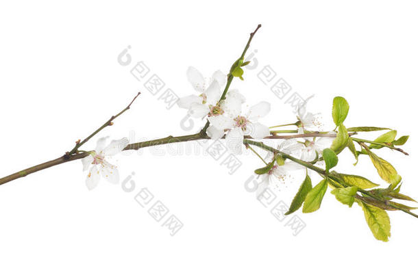 孤立开花的白色春天樱花树枝