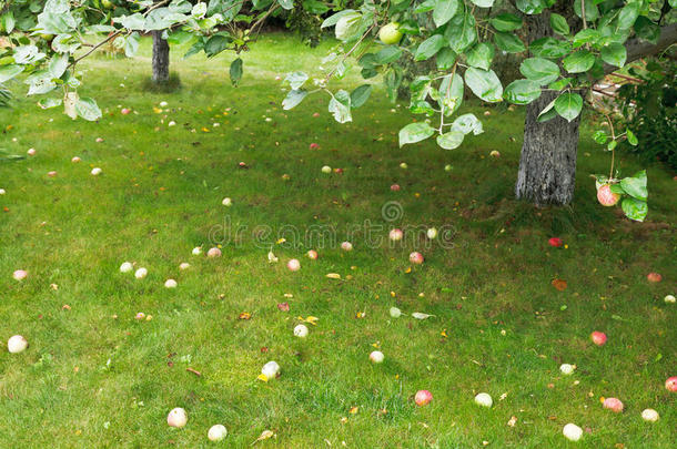 成熟的苹果躺在苹果树下的绿草上