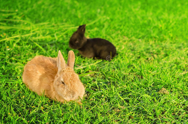 橙色的大兔子和躺在草地上的黑兔子