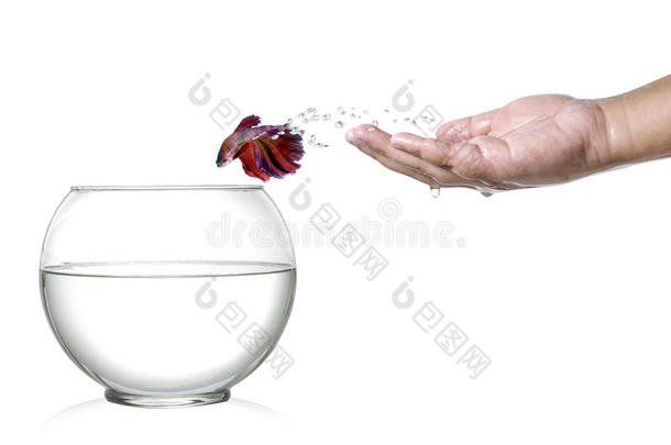 暹罗斗鱼跳出人类的手掌，跳进白色隔离的<strong>鱼缸里</strong>。