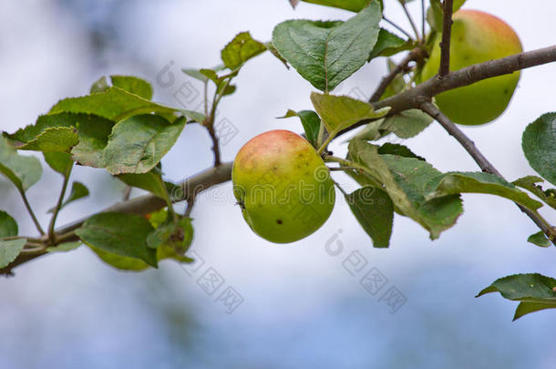 树枝上有虫洞的苹果