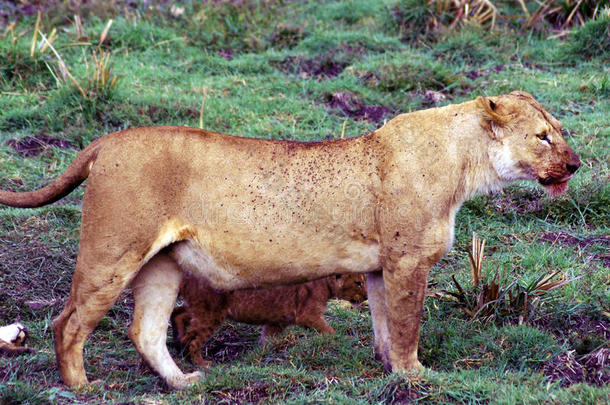 母狮和幼崽