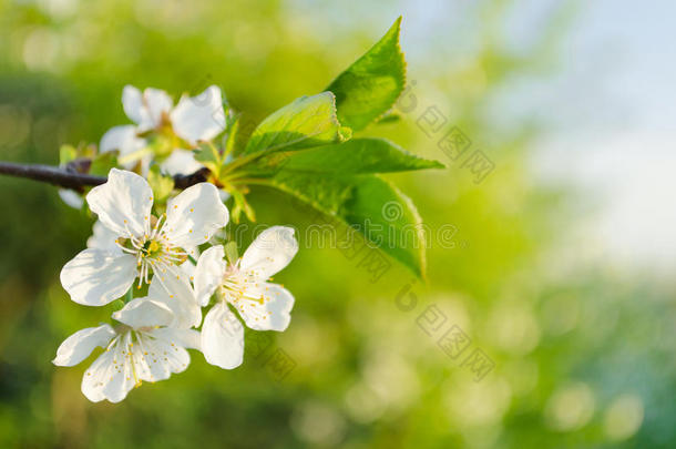 春暖花开