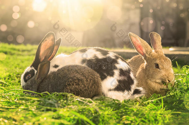 三只<strong>兔子</strong>在阳光下吃绿草-摘要