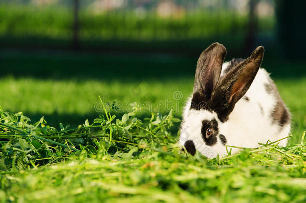 草丛中长着黑点的白兔