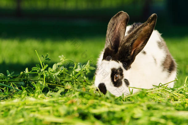 草地上长着黑点的白兔