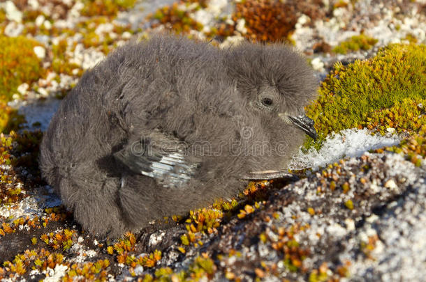 威尔森的风暴海燕小鸡坐在苔藓南极岛上