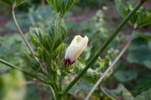 鲜<strong>蔷薇花</strong>