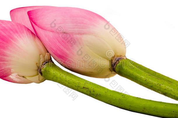 粉红色<strong>莲藕</strong>花，近距离，孤立，白色背景。