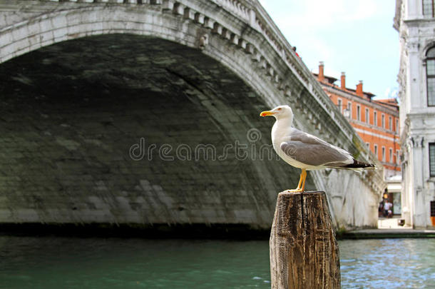 大运河和里亚尔托大桥上的大黑头鸥
