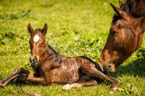 纯种母马迎接新生的小马驹