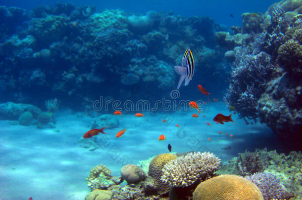 红海礁