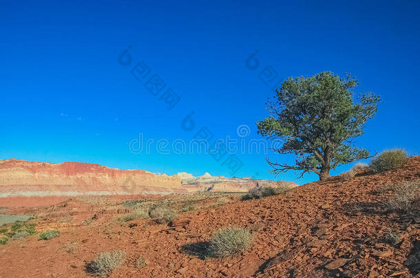 沙漠里的树。