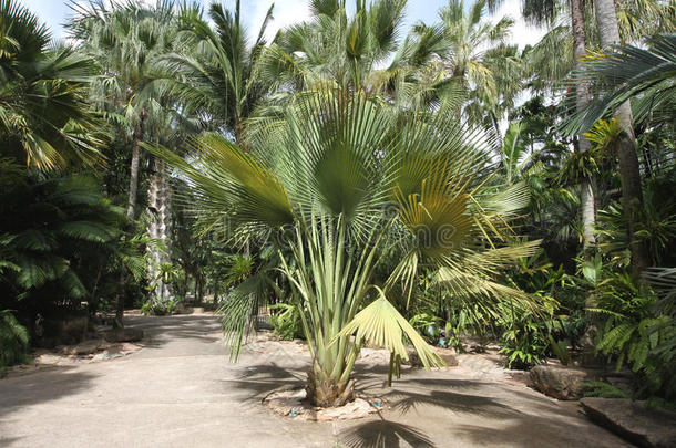 芭堤雅市附近的农家乐热带植物园里，有热带植物、草、树木、石头和雕像的草地