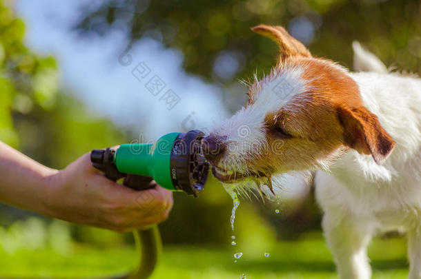 狗喝水，喷雾