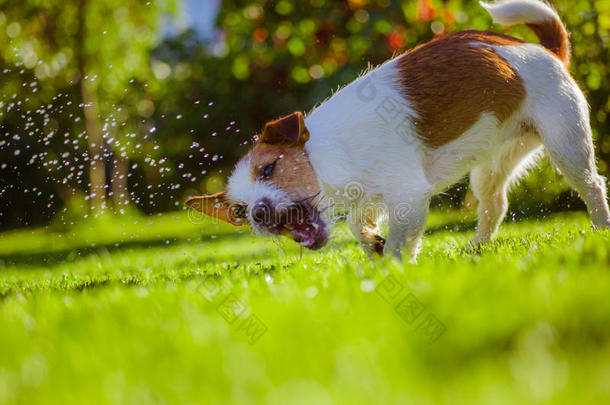 狗喝水，喷雾