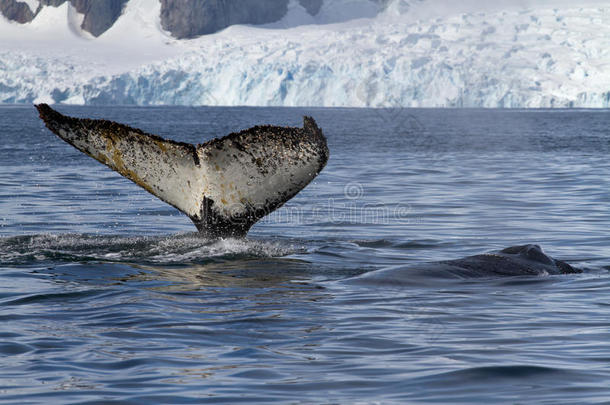 两条座头鲸的尾巴和背部在背景中游泳