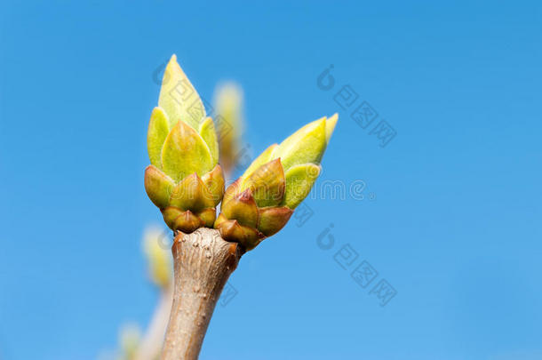 蓝天背景下的第一个新春发芽/芽。户外cl