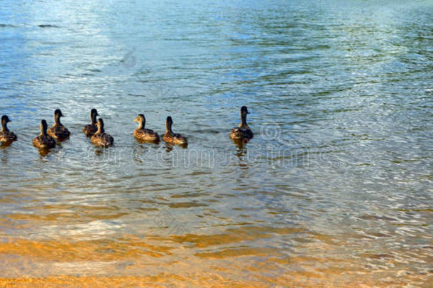 抽象的湖面背景与鸭子漂浮。
