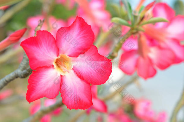 花卉背景。热带花粉红色腺嘌呤。沙漠玫瑰。