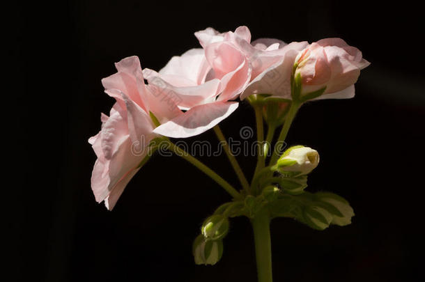 淡粉色天竺葵