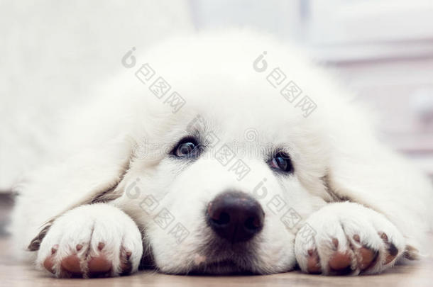 可爱的白色小狗躺在木地板上