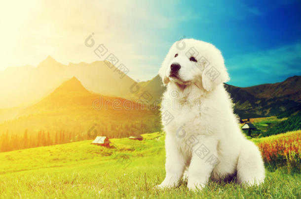 可爱的白色小狗坐在山上