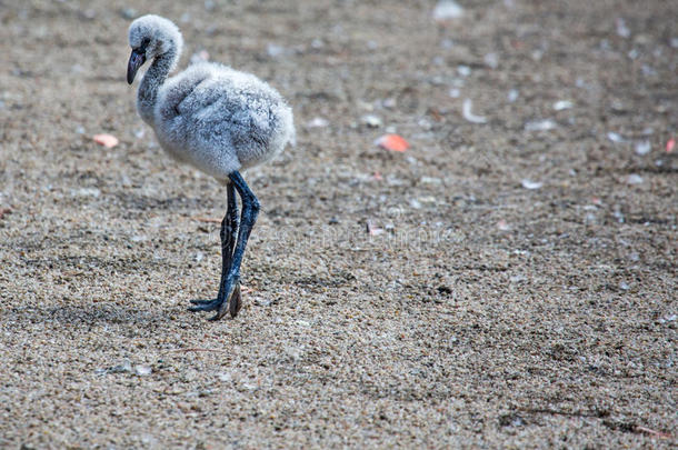 粉红色的加勒比海火烈鸟（phoenicopterus ruber ruber）在水上行走。粉红火烈鸟在沼泽地上。