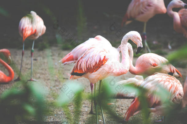 粉红色的加勒比海火烈鸟（phoenicopterus ruber ruber）在水上行走。粉红火烈鸟在沼泽地上。