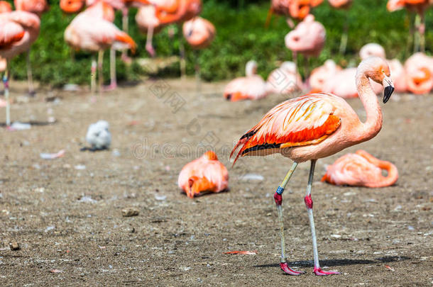 粉红色的加勒比海火烈鸟（phoenicopterus ruber ruber）在水上行走。粉红火烈鸟在沼泽地上。